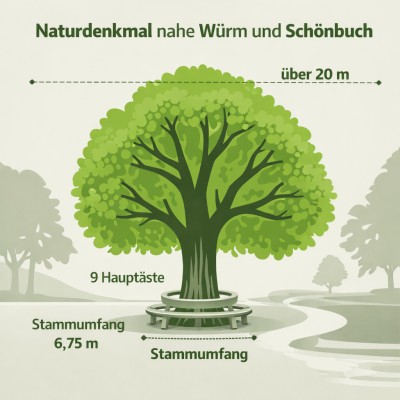 Naturdenkmal: Die Linde von Würm